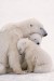 plakaty-polar-bear-family-7670.jpg
